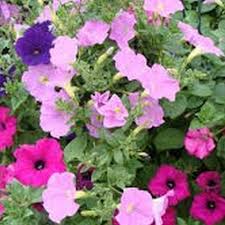 Image result for lobelia combine composition