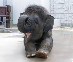 Check spelling or type a new query. 30 Baby Elephants That Will Instantly Make You Smile Bored Panda