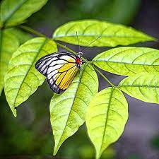 Pagelaran budaya islam cak nun dan kiaikanjeng. Taman Rama Rama Kuala Lumpur Photographylife Malaysia Malaisie Kualalumpurmalaysia Travel Wonderful Places To Go Traveler