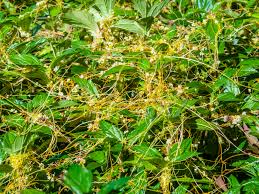 Image result for Cuscuta australis