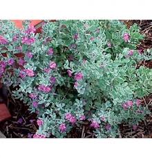 Maybe you would like to learn more about one of these? Silver Leaf Purple Flowering Bush Florida Plants Texas Plants