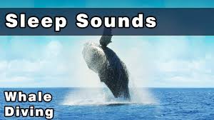 Peaceful Whale Sounds To Sleep To Water Sounds Diving With Whales Oce Sound Sleep Ocean Sounds Whale