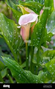 Image result for Zantedeschia aethiopica