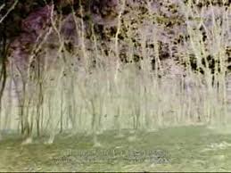 Datorita evenimentelor care au avut loc acolo, padurea a devenit cunoscuta pe intreg globul tot din anii '60. Padurea Baciu Hoia Baciu Youtube