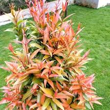 Image result for Eugenia natalitia