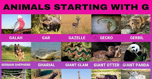 Africa is one of the central gathering various kinds of animals, even those belonging to the category of wild animals. Animals A Z Visual Dictionary
