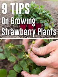 Tips On Growing Strawberry Plants Ehow Strawberry Plants Ideas Strawberry Plants Growing Strawberries