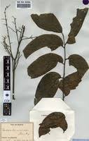 Image result for Pseudospondias microcarpa