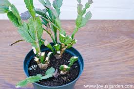 What kind of soil should i use to grow a christmas cactus?. Houseplant Repotting Christmas Cactus Joy Us Garden