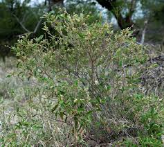 Image result for Croton gratissimus