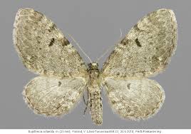 Image result for Eupithecia actaeata