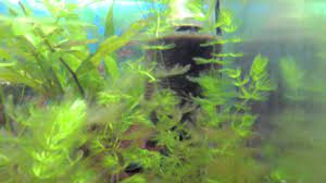 This is deadly to fish. White Fungus Problem In The Fish Tank Youtube