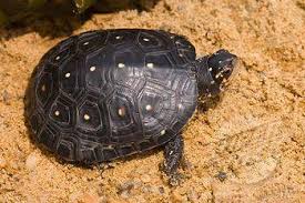 I know it can be very tough to find a reputable online store that sells healthy & live turtles. Spotted Turtle For Sale Adult Juvenile And Baby Spotted Turtle Hatchlings