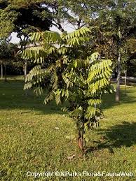 Image result for Lepisanthes