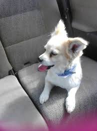 (sfo > $800+gas/air to east coast in 6 days pets free & in. Craigslist Pets San Diego