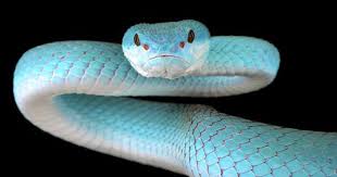 Image result for snake