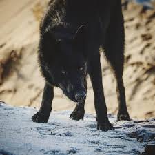Below are 10 most popular and newest black wolf wallpaper hd for desktop computer with full hd 1080p (1920 × 1080). When There S No Snow Yet Frost Is The Next Best Thing Blackwolf Blackwolfdog Gsdmix Blackgsd Blackgermans Wolf Dog Wild Dogs Animals Beautiful