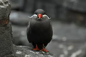 Bird With Spiky Hair Inca Tern Beautiful Birds Bird Species Bird