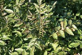 Image result for Nasturtium microphyllum