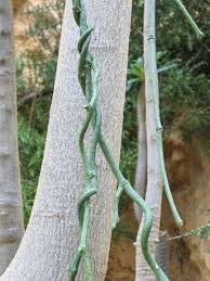 Image result for Cynanchum praecox