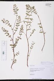 Image result for Euphorbia lissosperma