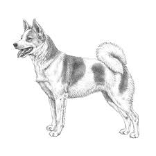 Price is $15 for a small wall calendar (6.5 x 8.5) or $20 for a standard size wall calendar (8.5 x 11). Norrbottenspitz Pedigreed Breeds Dogwellnet