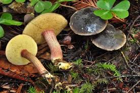 Image result for Xerocomellus diffractus