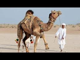 The first thing that draws our the camel has a strong, heavy body and it weighs between 450 and 650 kilograms, and the camel's hump is its most distinctive feature. Camels Weight Lifting At Kharak 35 Mann 20 Kg Youtube