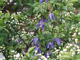 Atragene Klematis Plants Garden