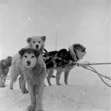 Standing Into Danger: The Lansdowne Letters: Dogs and Death