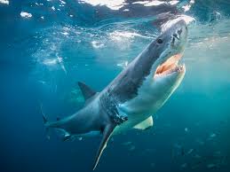 Check spelling or type a new query. 10 Illuminating Facts About Great White Sharks