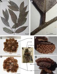 Image result for Uvaria tanzaniae