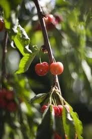 Maybe you would like to learn more about one of these? How To Grow A Cherry Tree In Southern California Ehow Growing Fruit Trees Growing Cherry Trees Miniature Fruit Trees