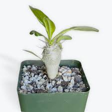 Image result for Pachypodium saundersii