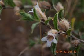 Image result for Lepidagathis randii