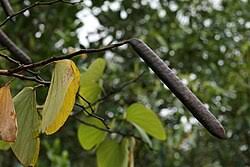 Image result for Bauhinia monandra