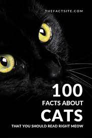 100 Facts About Cats That You Should Read Right Meow The Fact Site