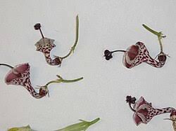 Image result for Ceropegia haygarthii