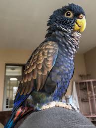 Blue Birds You Can Have As Pets Bronze Wing Pionus Pet Birds Parrots Pet Birds Parrot Pet