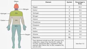 Elements In The Human Body Worksheet Human Body Anatomy And Physiology Particles Of Matter