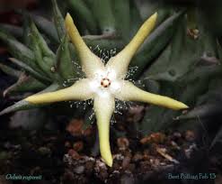 Image result for Orbea rogersii