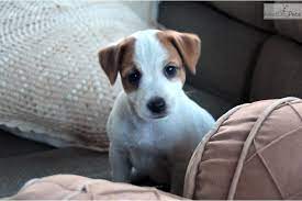 Bell Jack Russell Terrier Puppy For Sale Near Los Angeles California 18336d22 3891 Jack Russell Terrier Puppies Jack Russell Jack Russell Puppies