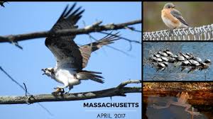 With the atlantic ocean bordering it's eastern coast — and plenty of inland forests, swamps, and grasslands — it's no surprise that a wide array of hawks, owls, falcons, and eagles call this state their home. 29 Common Backyard Birds In Massachusetts Photos Id What Birds Are In My Backyard