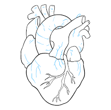 How To Draw A Human Heart Really Easy Drawing Tutorial Human Heart Drawing Anatomical Heart Drawing Heart Drawing