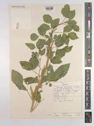 Image result for Microcharis annua