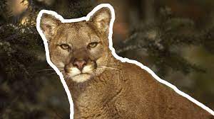 Silberlöwe, berglöwe oder kuguar ( englisch cougar, aus französisch couguar ). Berglowe Puma Fallt Jogger An Und Wird Erwurgt Watson