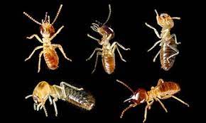 Termites are the most destructive pests you'll never see. What Are The Types Of Termites Learning The 3 Termite Types