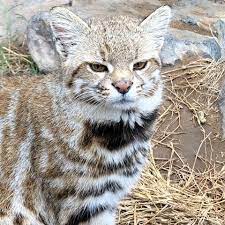 Pampas cats, leopardus colocolo, have an expansive geographic range. Wild Cats From Chile Check Out Our Own Big Cats Chile Travel