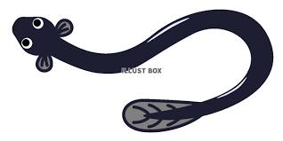 Japanese eel や マグロ で検索すれば、さらに多くの本格画像が見つかります。. ç„¡æ–™ã‚¤ãƒ©ã‚¹ãƒˆ ã†ãªãŽã®ã‚¤ãƒ©ã‚¹ãƒˆ2 é€éŽpng