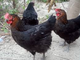 6 Important Lessons I Learned About Raising Noiler Chickens Bnethub